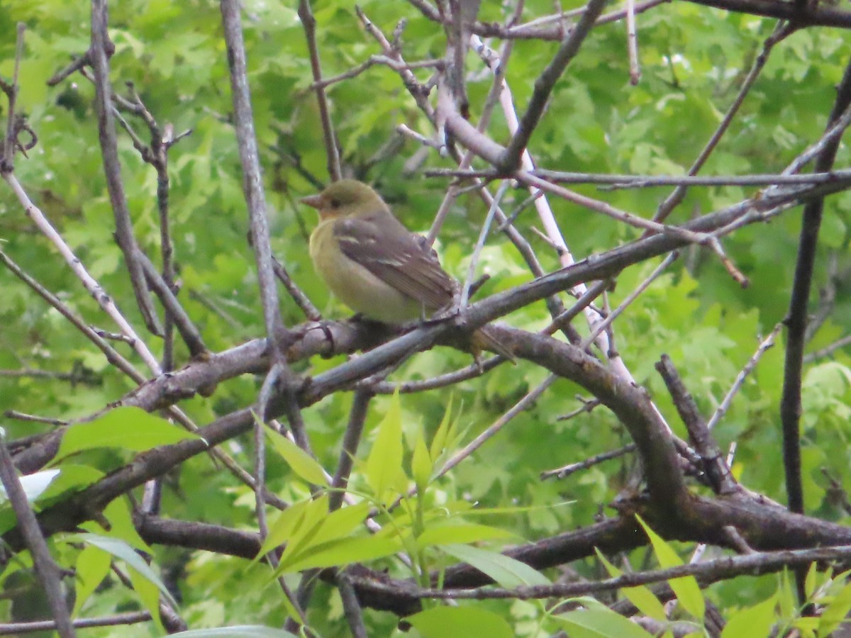 Western Tanager - J.A. Jensen