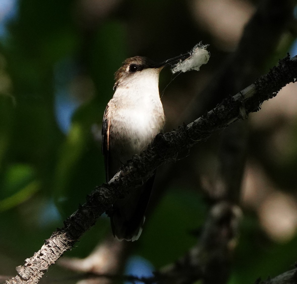 Black-chinned Hummingbird - linda p