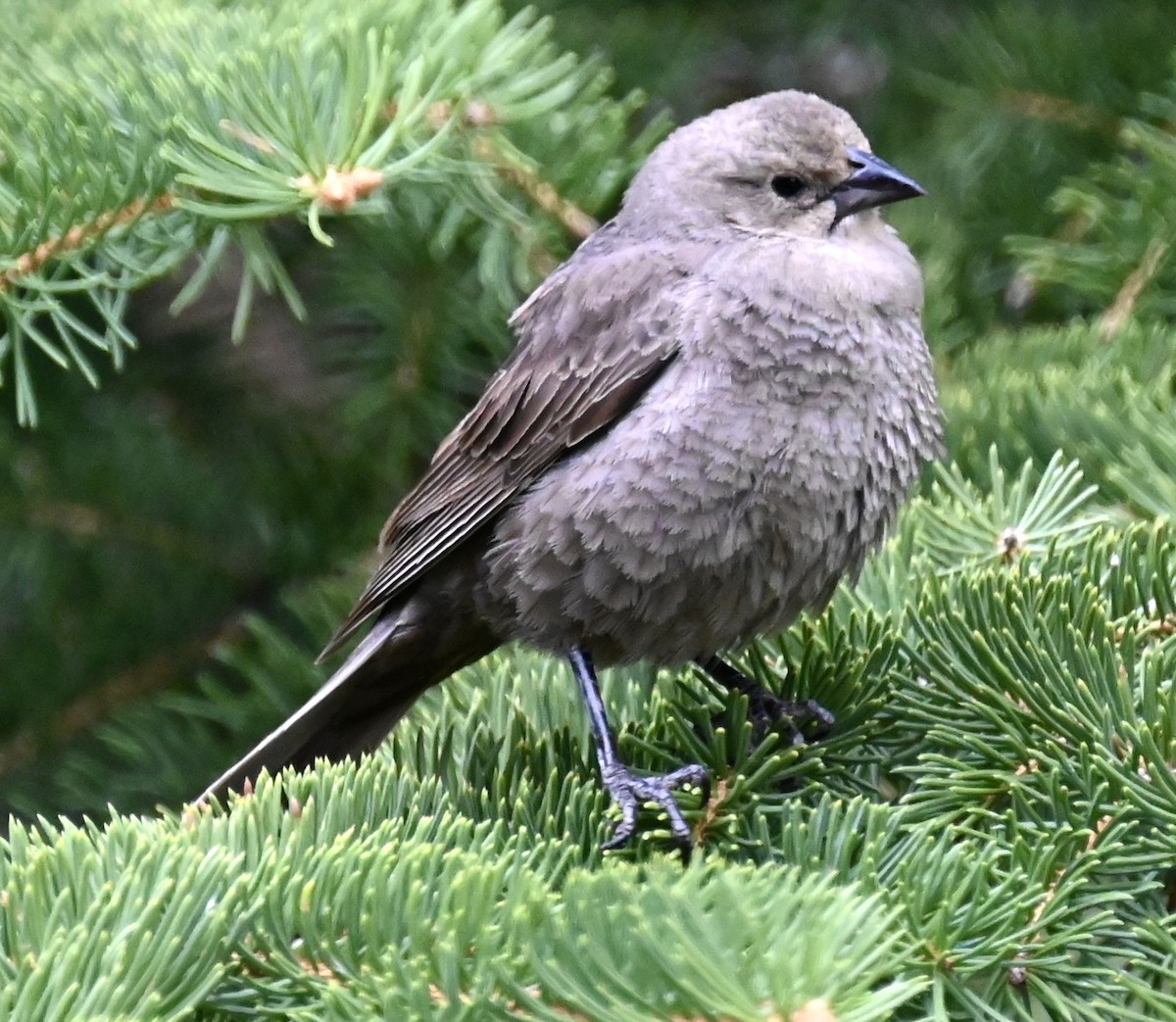 Brown-headed Cowbird - Nancy Blaze