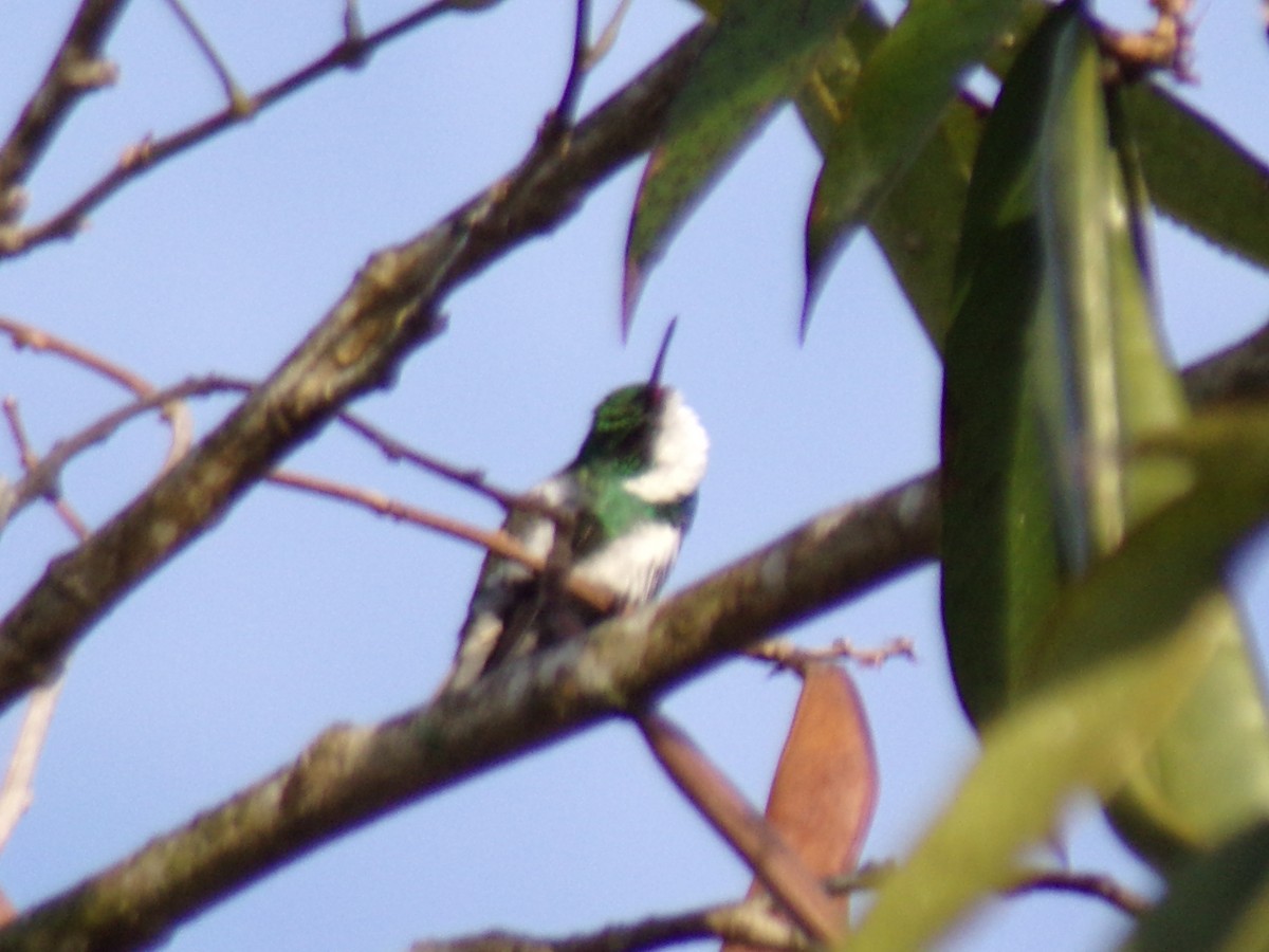 Colibrí Gargantilla - ML619592732