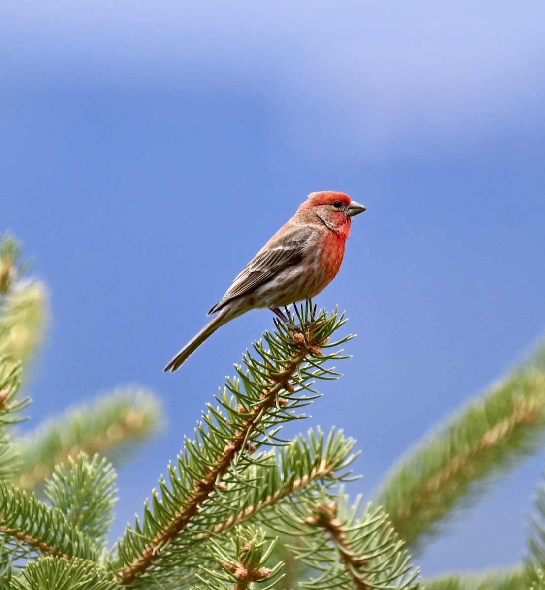 House Finch - Nancy Blaze