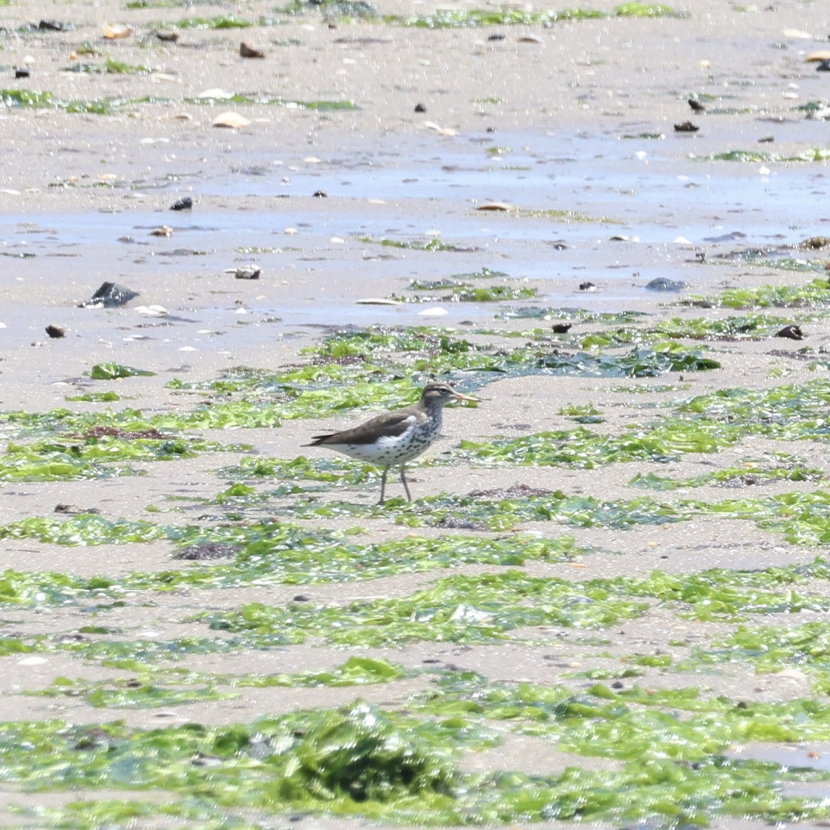 Spotted Sandpiper - Parsley Steinweiss