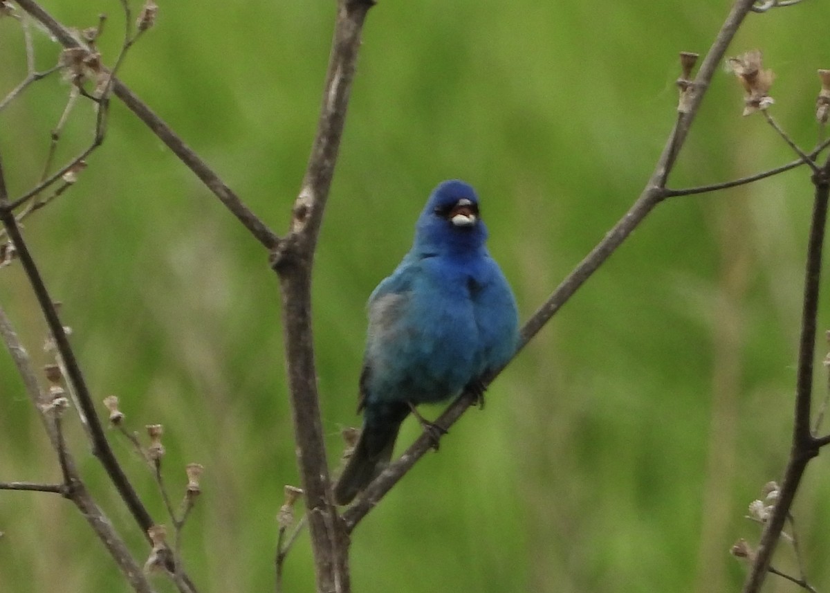 Indigo Bunting - Monica Rose