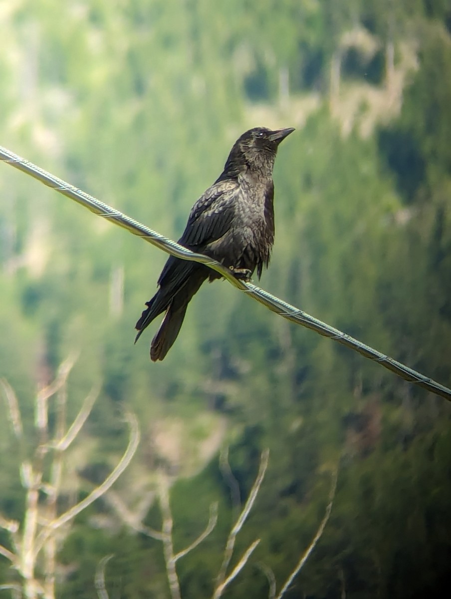 American Crow - ML619592753