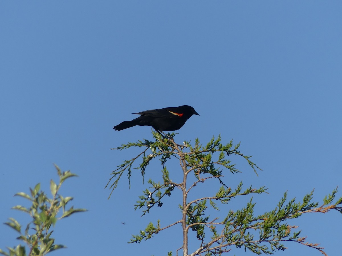 Red-winged Blackbird - Christopher Slagle