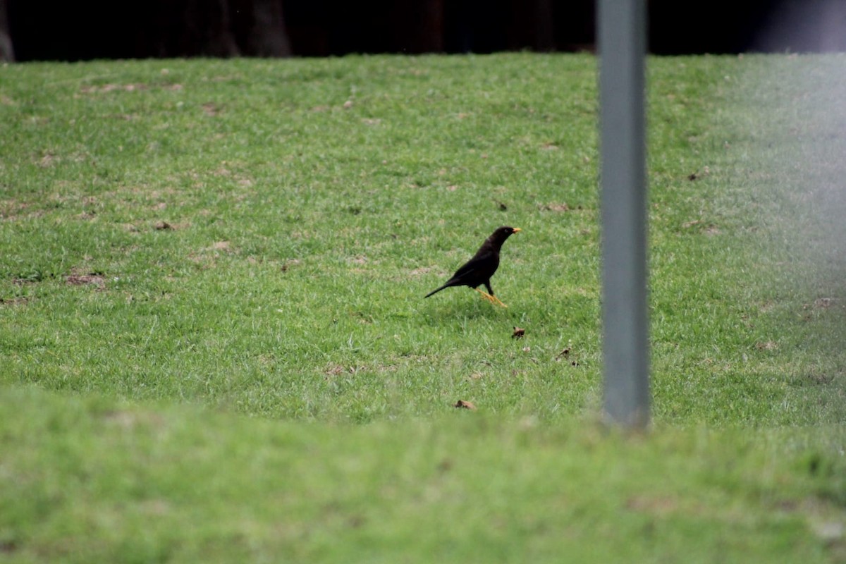 Sooty Thrush - Andrés Rojas Villalobos