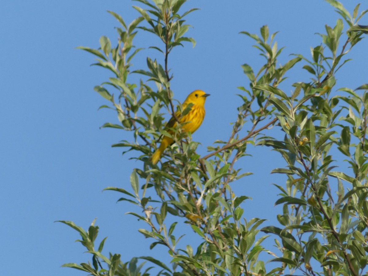 Yellow Warbler - Christopher Slagle