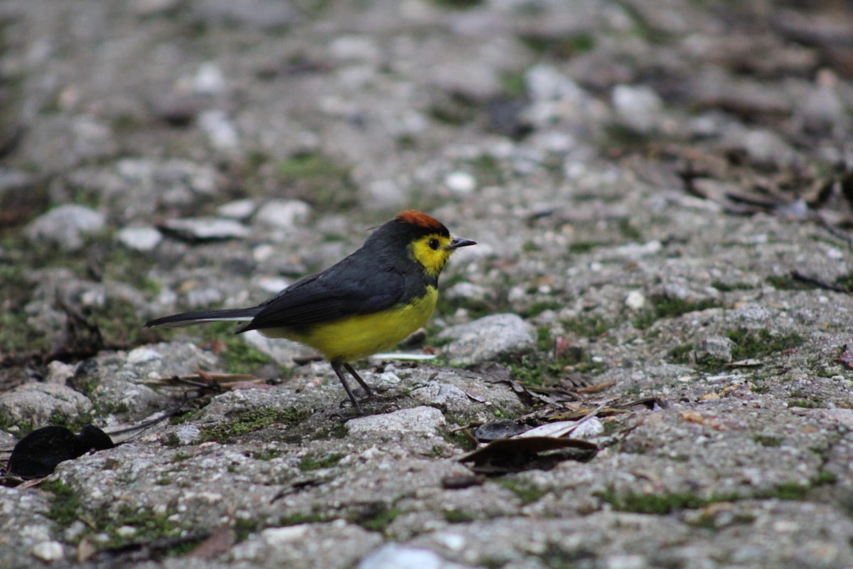 Collared Redstart - Andrés Rojas Villalobos