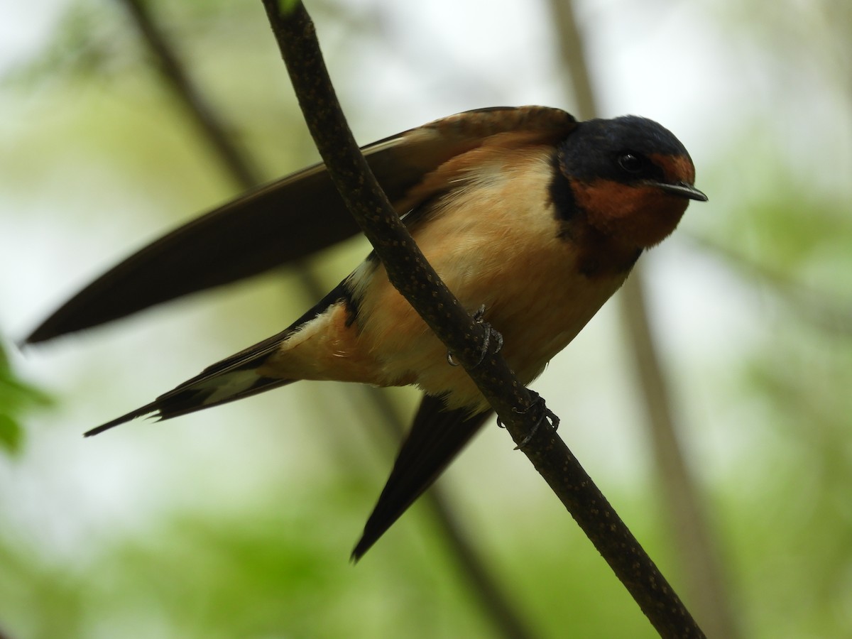 Barn Swallow - Thomas Bürgi