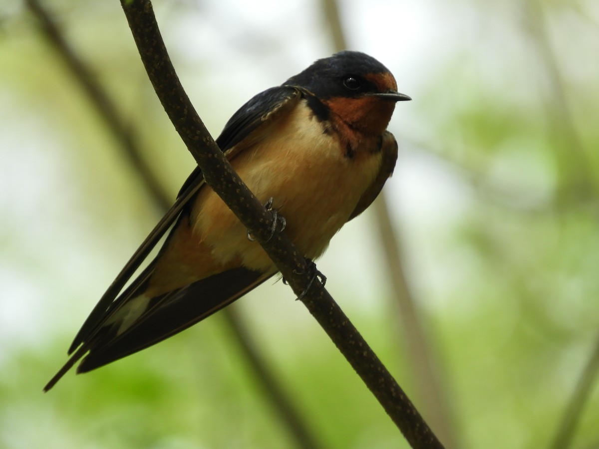 Barn Swallow - Thomas Bürgi