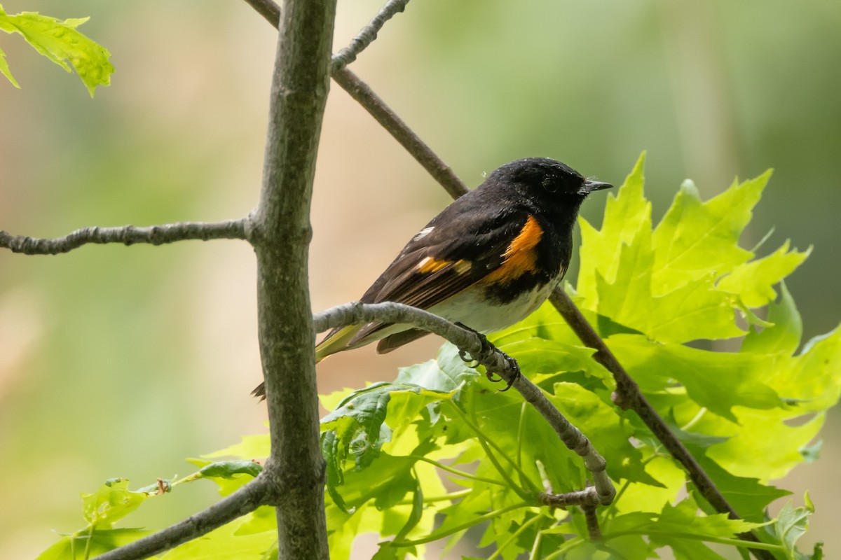 American Redstart - Kees de Mooy