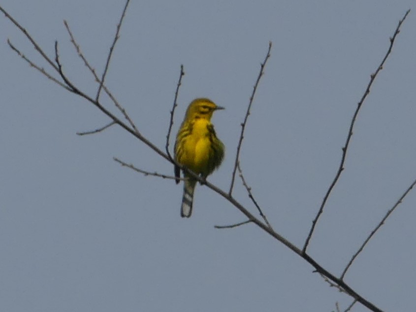 Prairie Warbler - Christopher Slagle