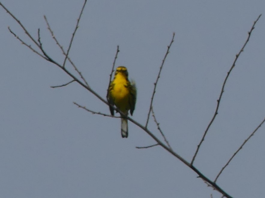 Prairie Warbler - Christopher Slagle