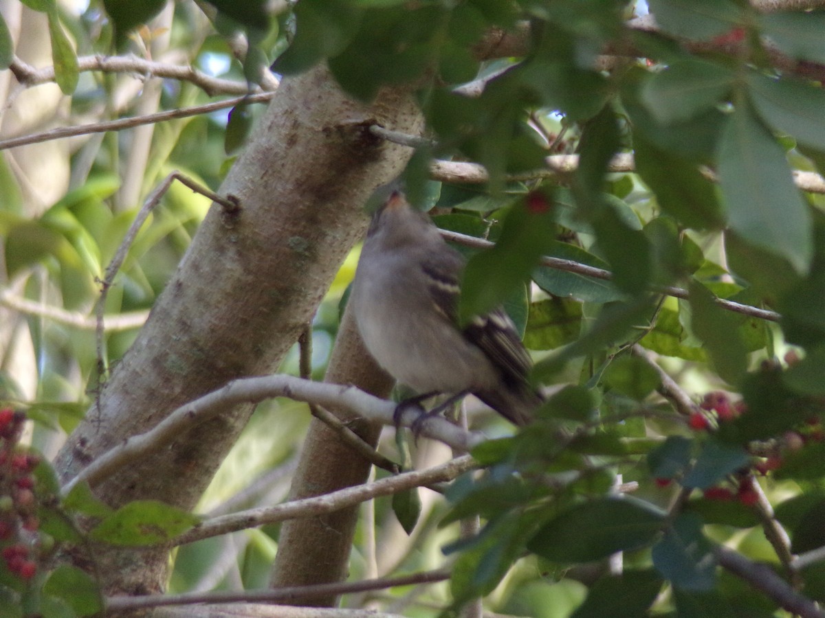 White-crested Elaenia - Antonio Sturion Junior