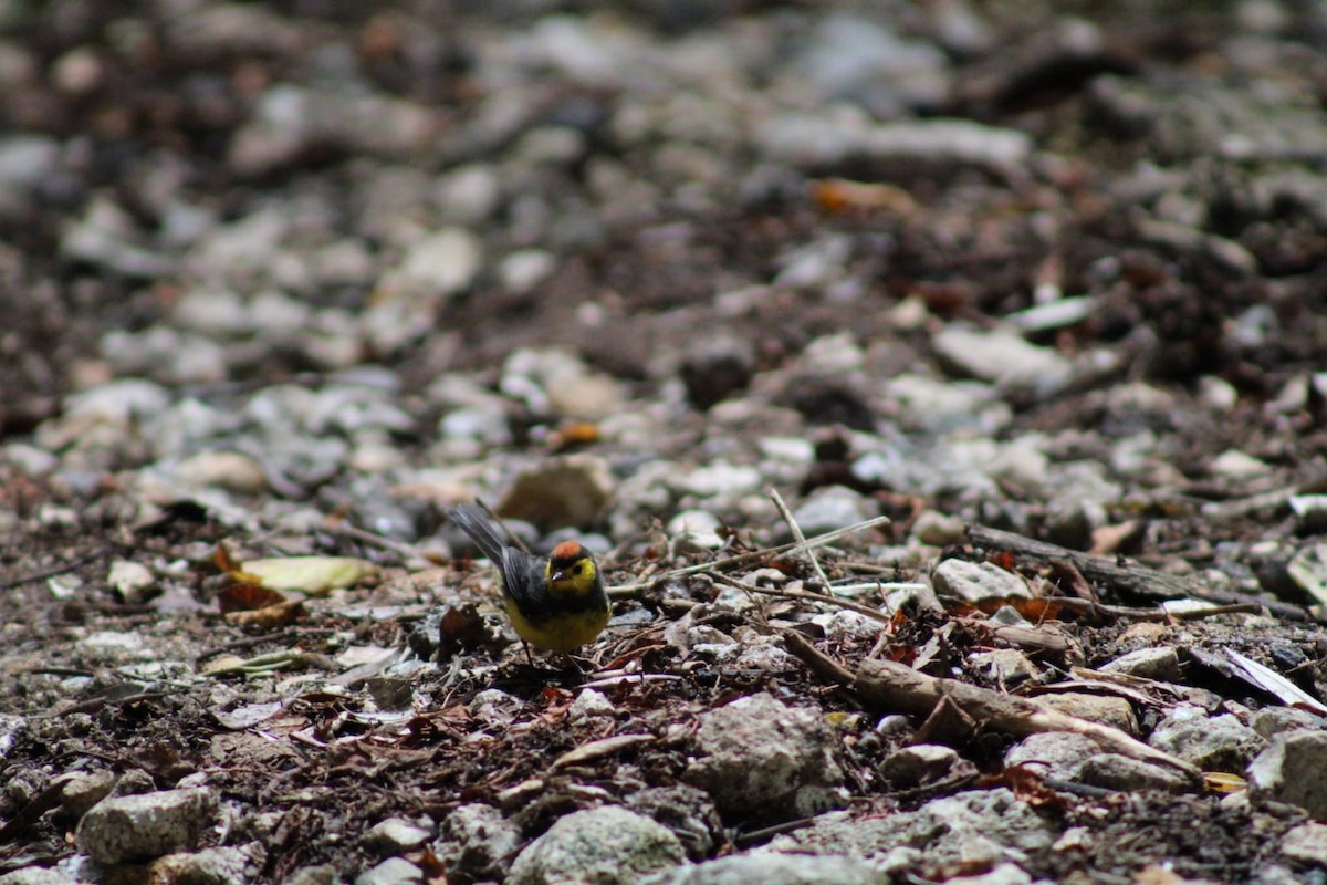 Collared Redstart - Andrés Rojas Villalobos