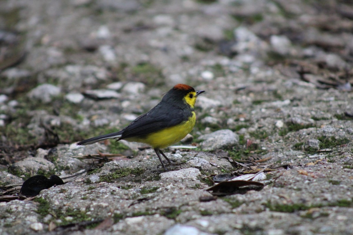 Collared Redstart - Andrés Rojas Villalobos