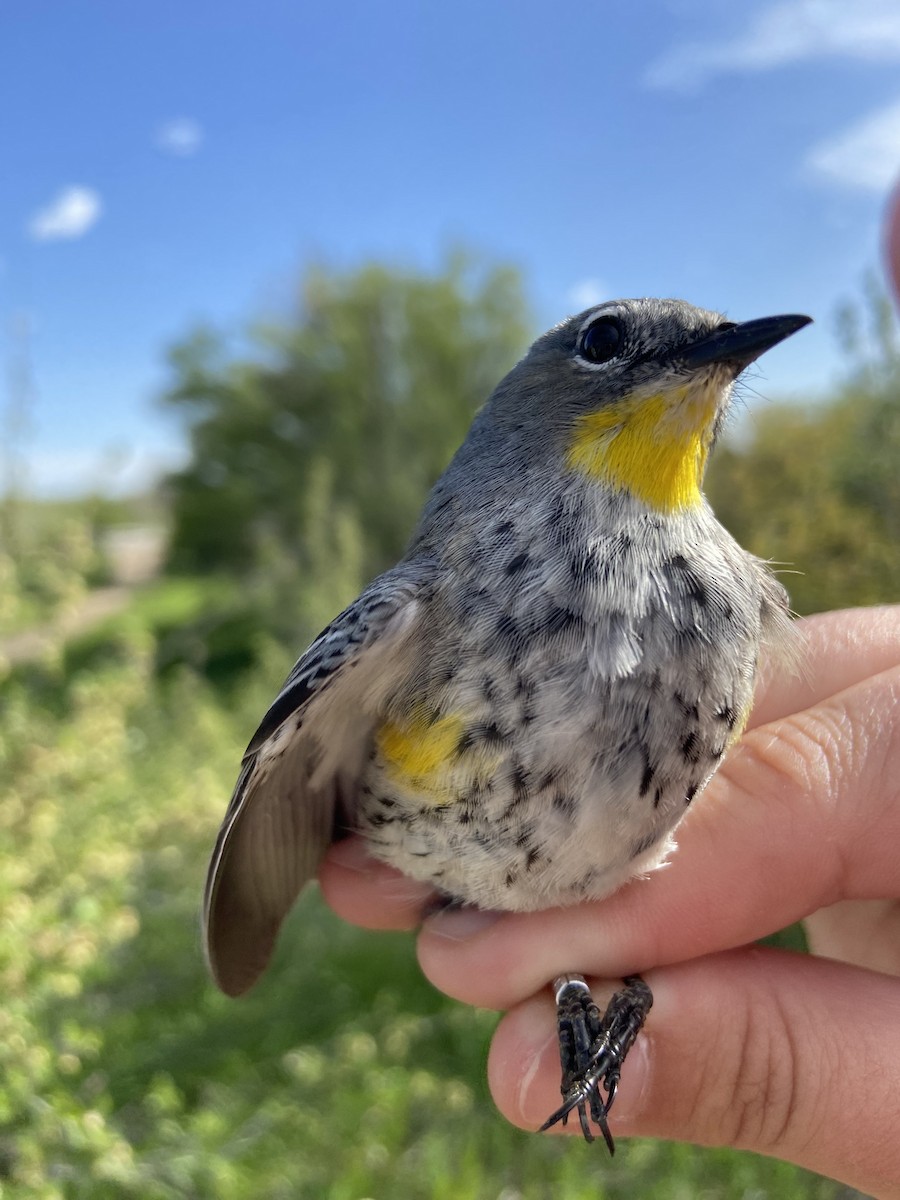 Yellow-rumped Warbler (Audubon's) - Archer Silverman