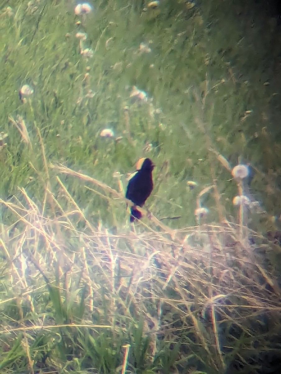 Bobolink - ML619592795