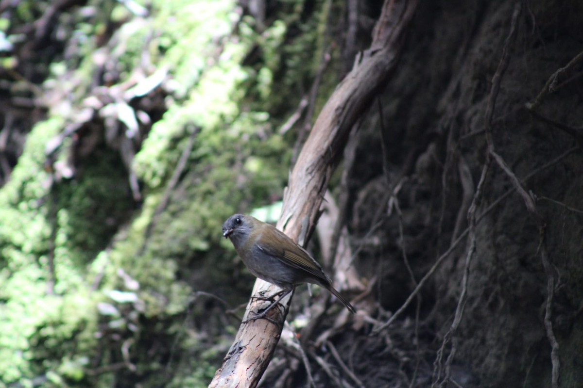 Black-billed Nightingale-Thrush - Andrés Rojas Villalobos