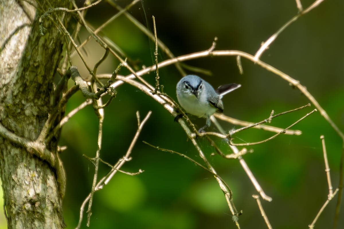 Blue-gray Gnatcatcher - Stephanie Jensen