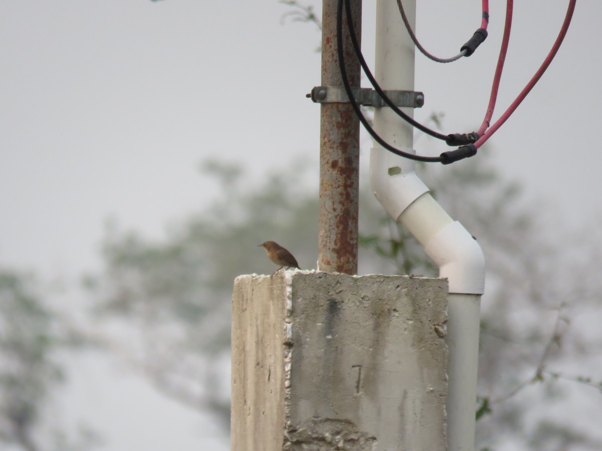 House Wren - Sam Holcomb