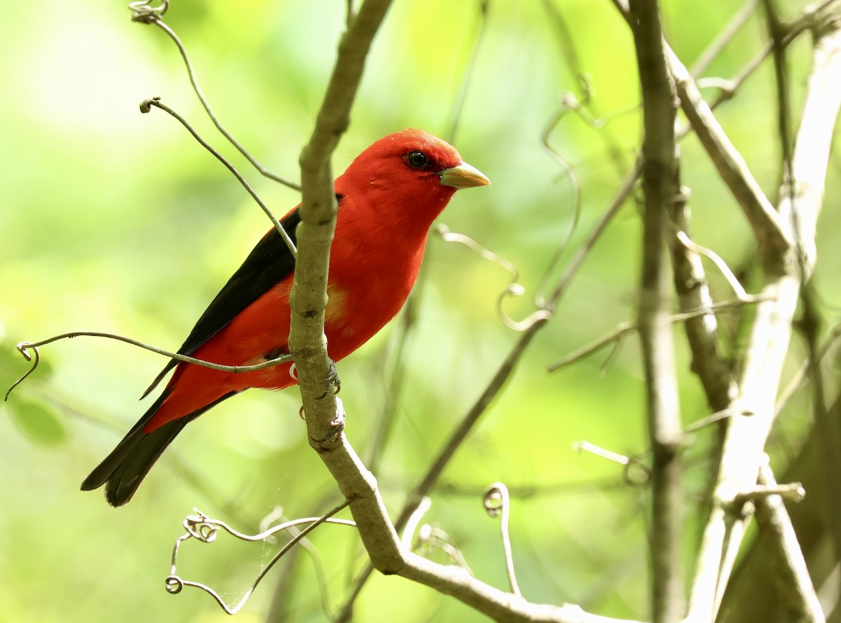 Scarlet Tanager - Grace Simms  🐦‍⬛