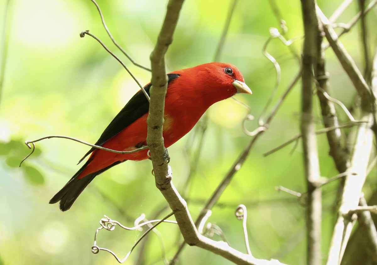 Scarlet Tanager - Grace Simms  🐦‍⬛