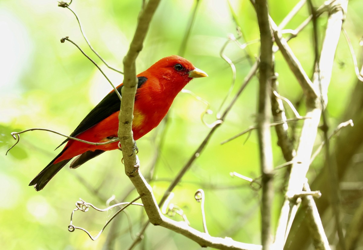 Scarlet Tanager - Grace Simms  🐦‍⬛
