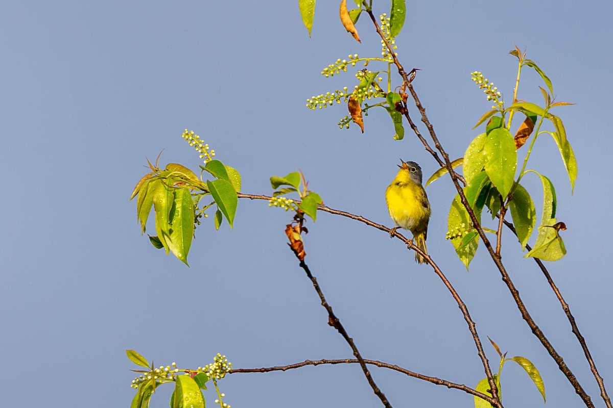 Nashville Warbler - Jacob Durrent