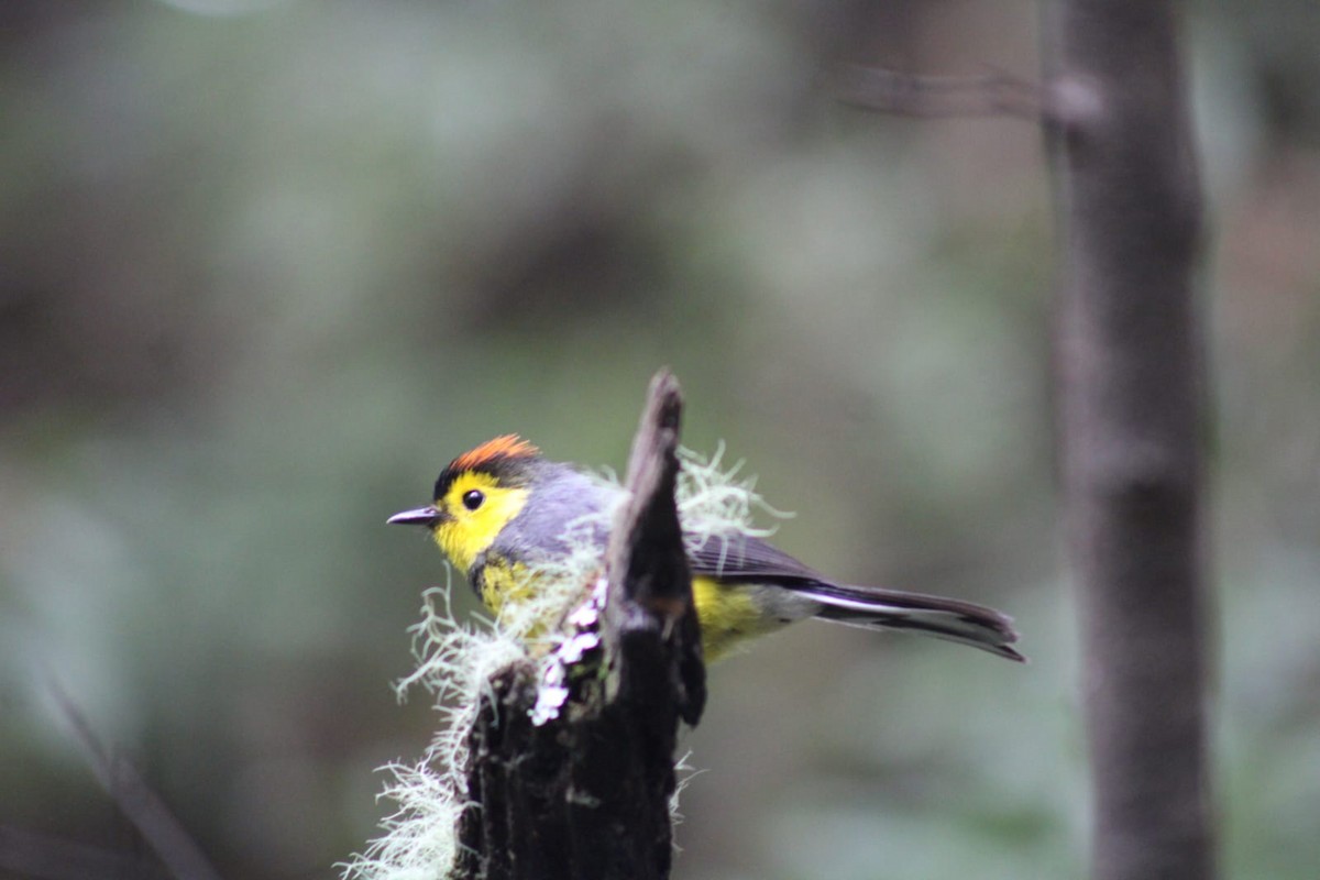 Collared Redstart - Andrés Rojas Villalobos