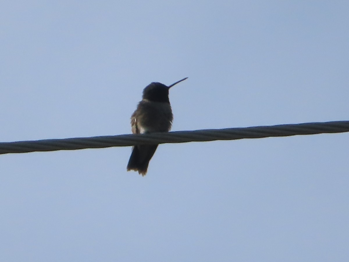 Black-chinned Hummingbird - J.A. Jensen