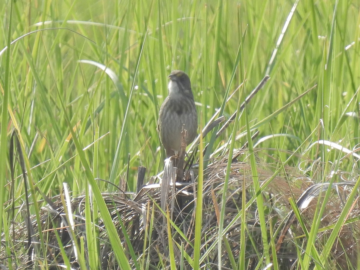 Seaside Sparrow - Cindy Leffelman