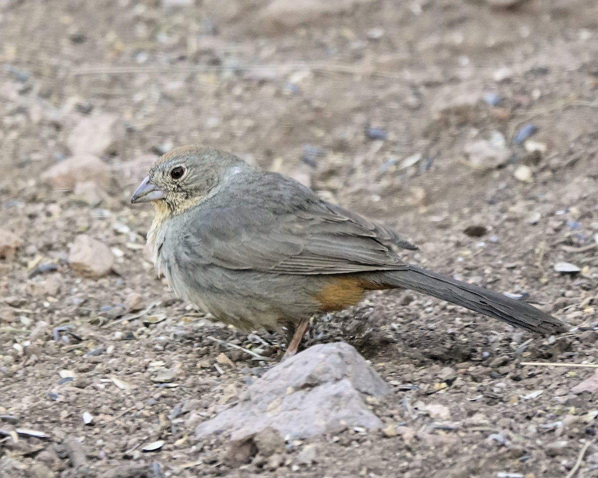 Canyon Towhee - Marie Ostrander