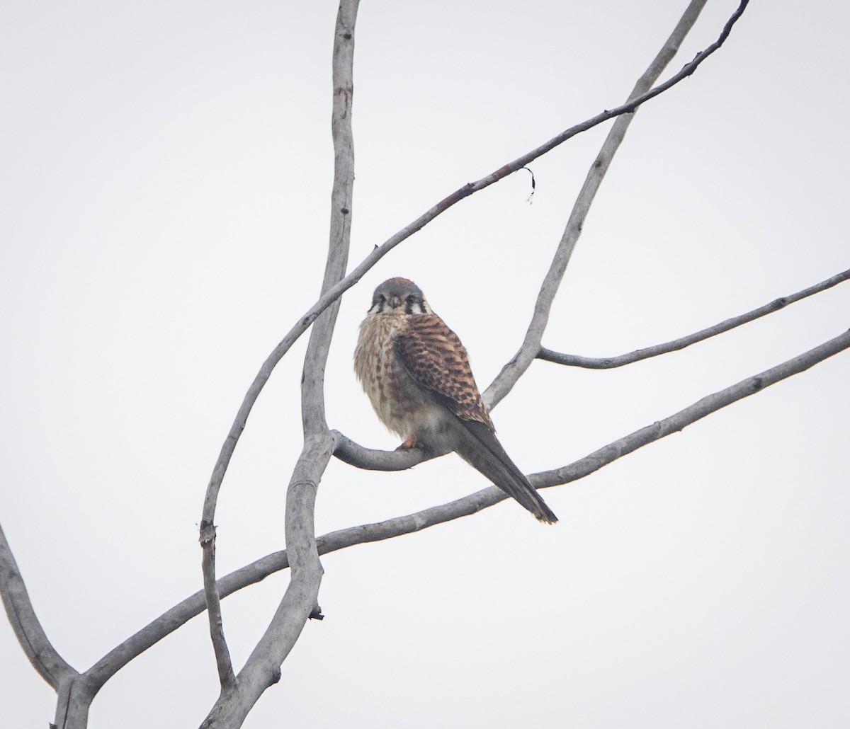 American Kestrel - bj worth