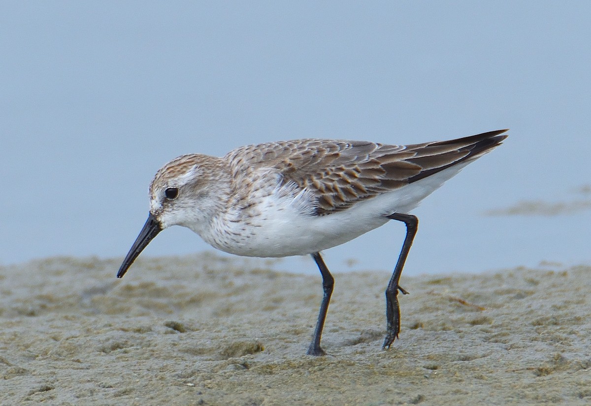 Western Sandpiper - Lynn & Dale Mason