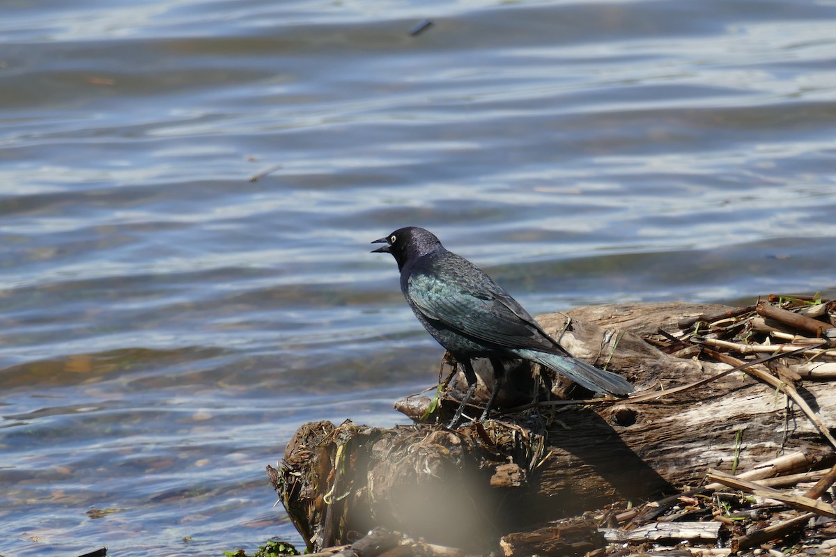 Brewer's Blackbird - Lori Nelson