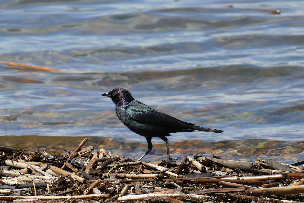 Brewer's Blackbird - Lori Nelson