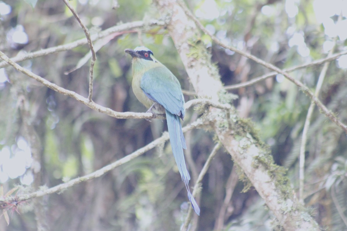 Andean Motmot - Juan Rafael Gomez Arbelaez