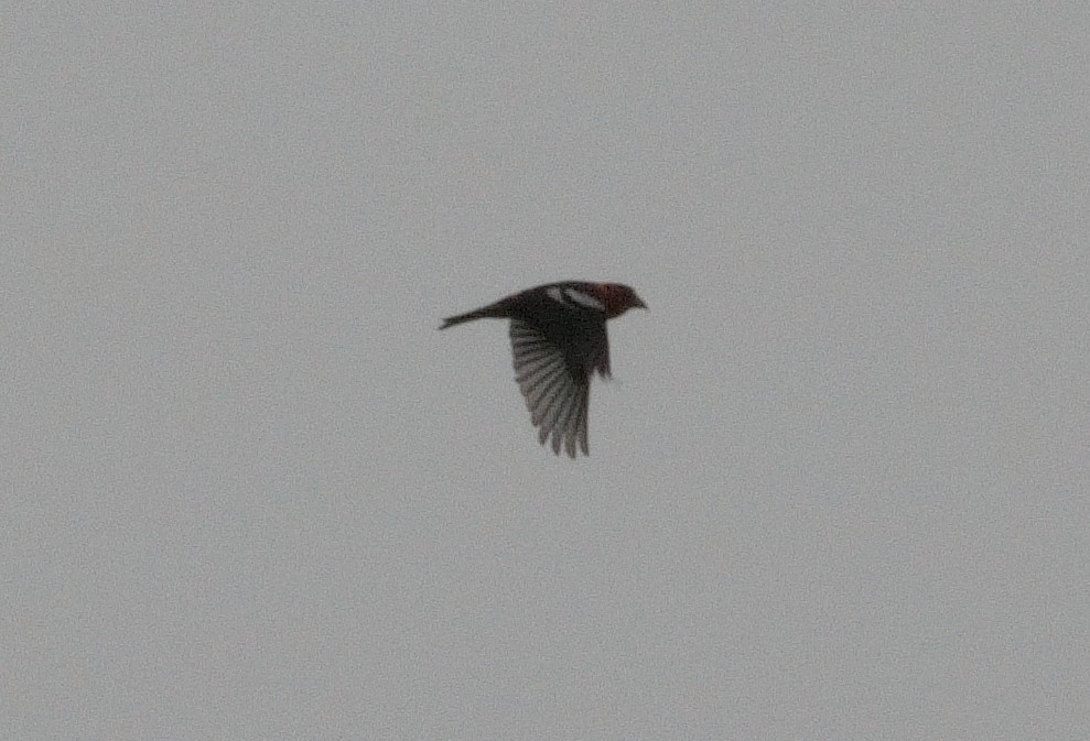 White-winged Crossbill - Bill Thompson