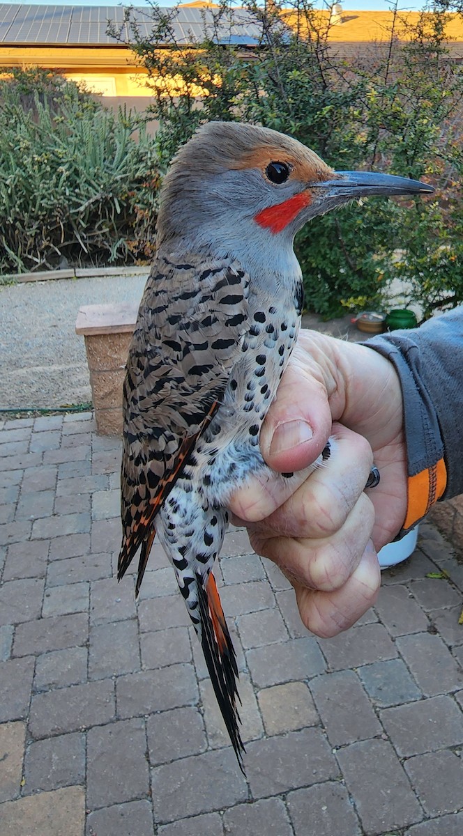 Northern Flicker (Red-shafted) - Nancy Cox