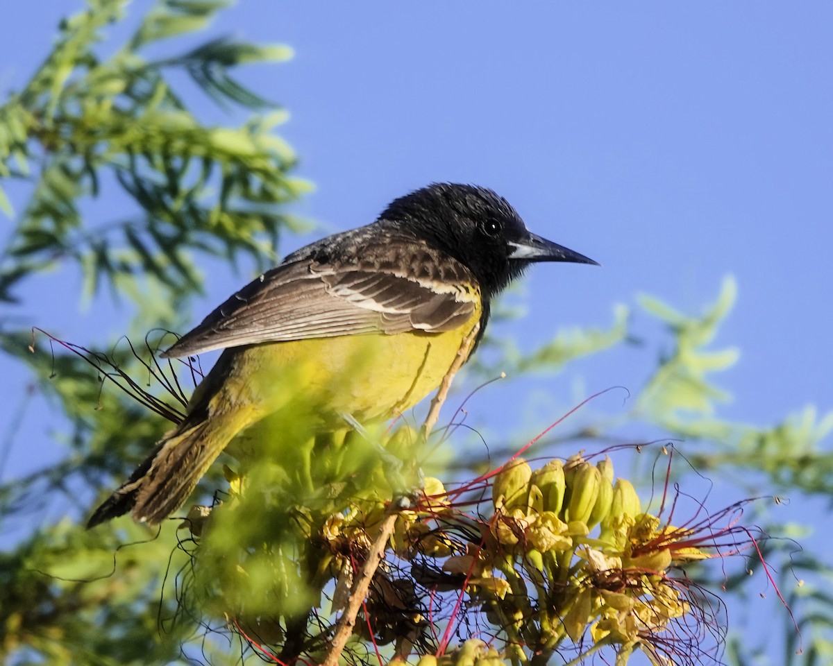 Scott's Oriole - Marie Ostrander