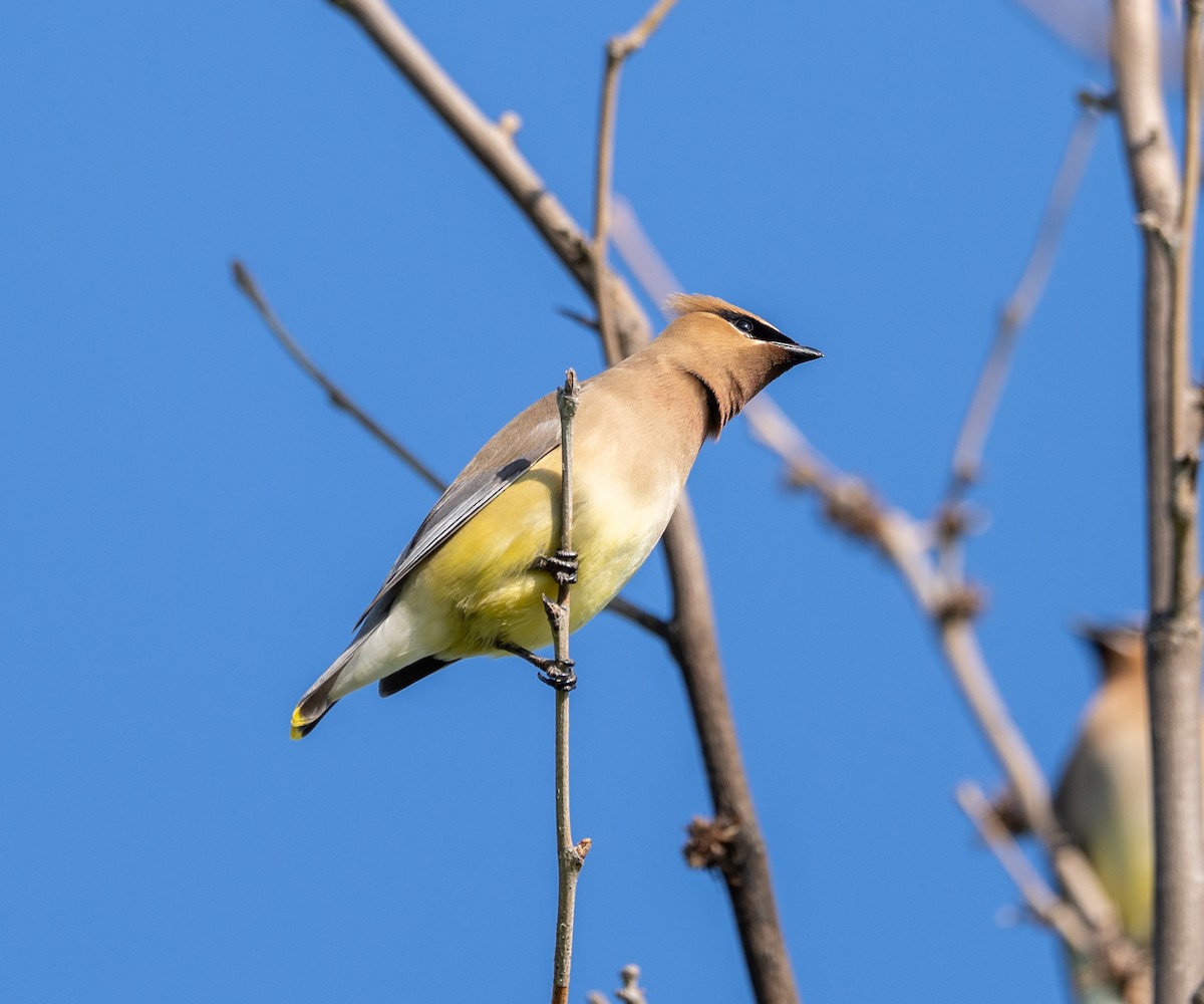 Cedar Waxwing - Scott Murphy