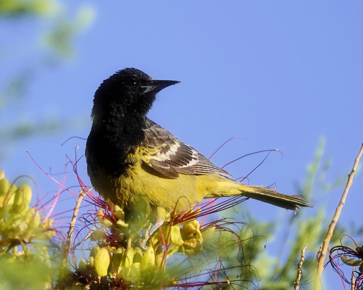 Scott's Oriole - Marie Ostrander