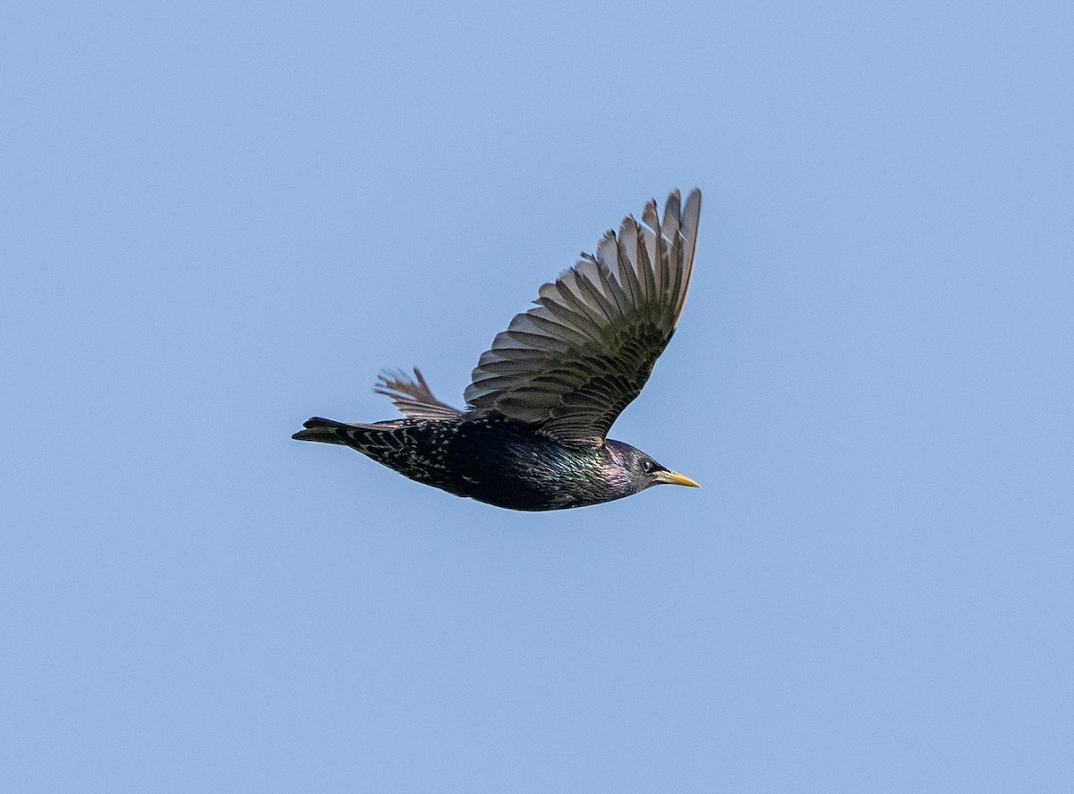 European Starling - Scott Murphy