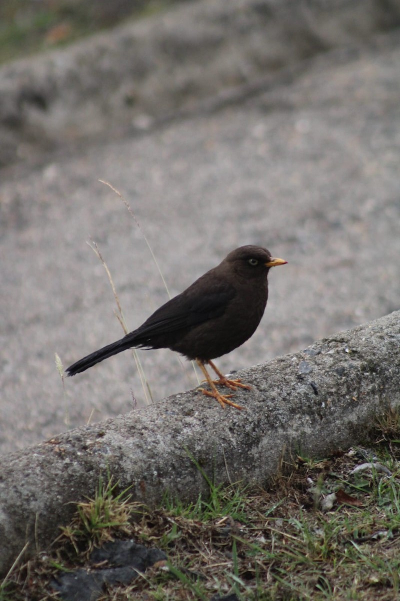 Sooty Thrush - Andrés Rojas Villalobos