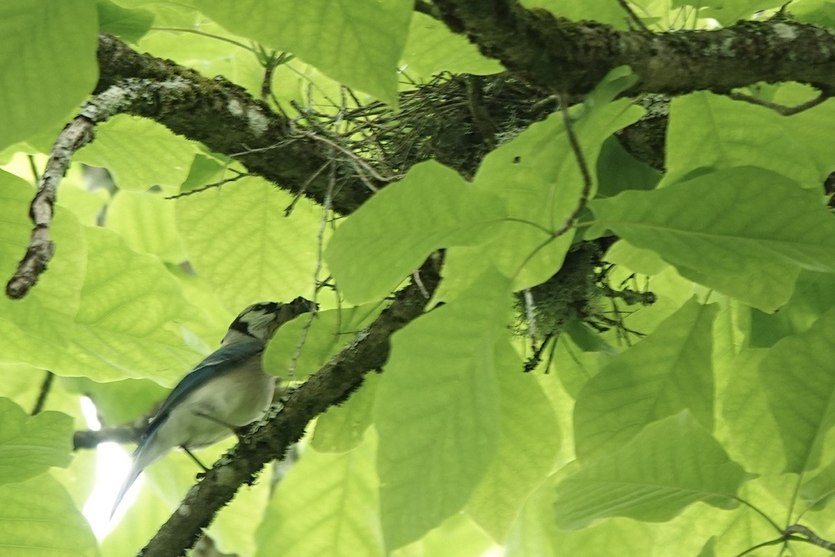 Blue Jay - Fleeta Chauvigne