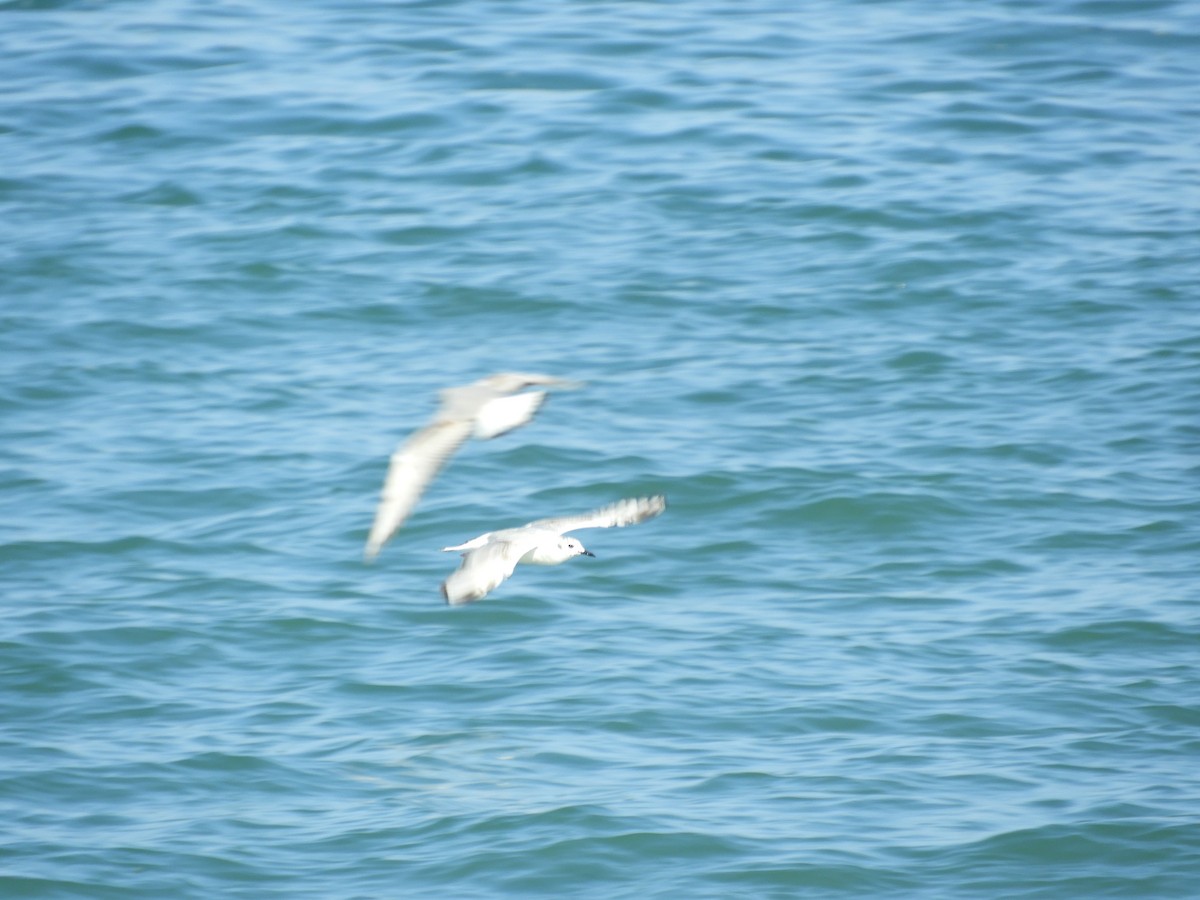 Bonaparte's Gull - Thomas Bürgi