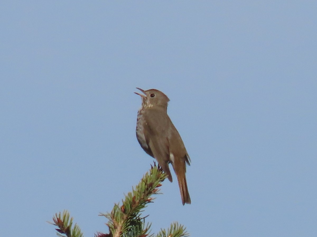 Hermit Thrush - Myron Gerhard