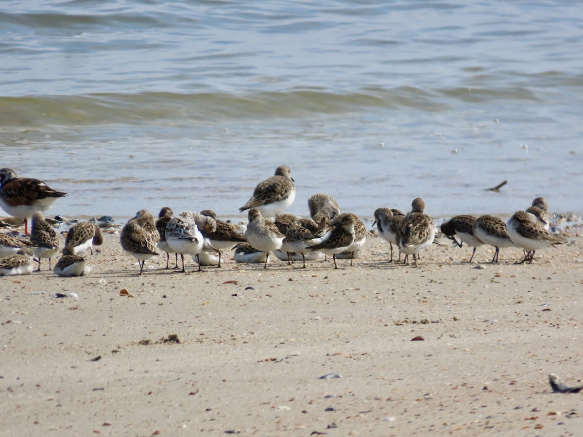 Semipalmated Sandpiper - Craig Watson