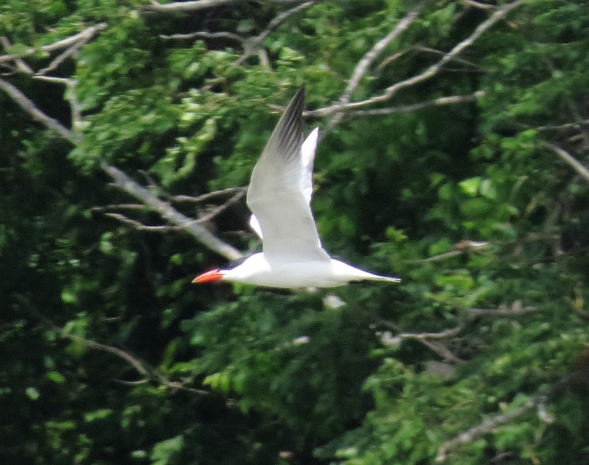 Caspian Tern - ML619592871